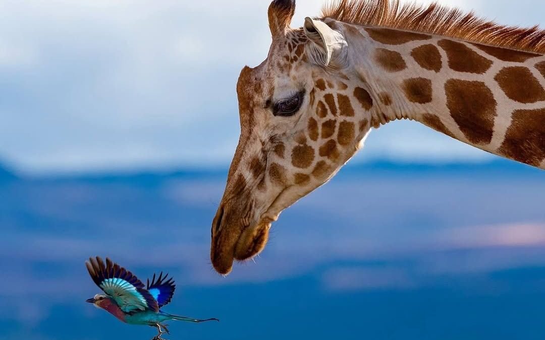 The Complete Guide to Shooting in East Africa: A Wildlife Photographer’s Handbook