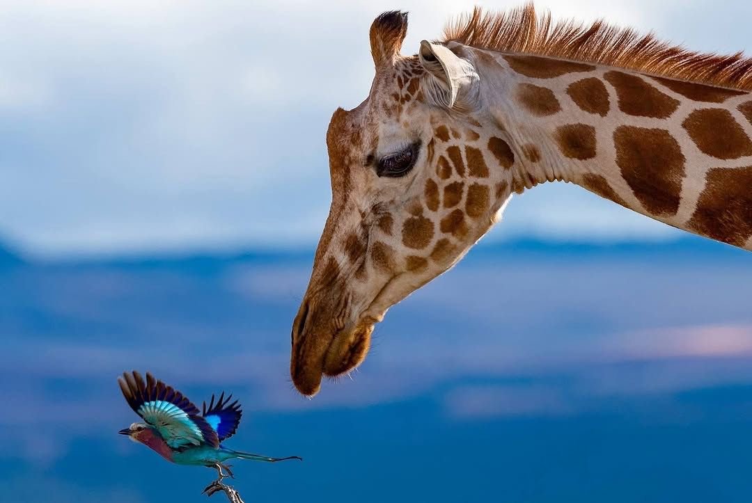 The Complete Guide to Shooting in East Africa: A Wildlife Photographer’s Handbook